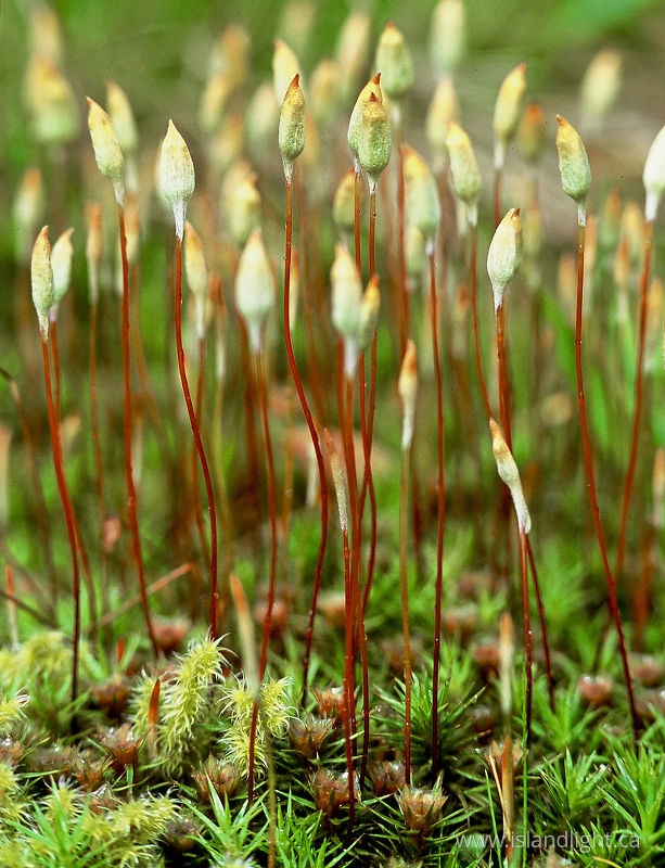 Moss Flowers -   photo
