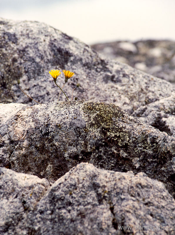 Two Dandelions -  Dandelion photo