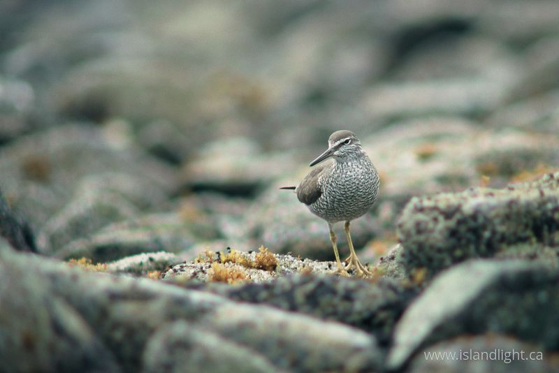   Wading Bird photo