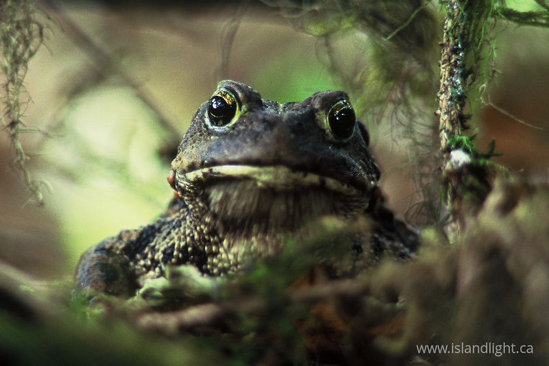   Toad photo