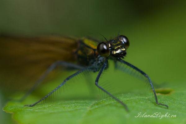 Damselfly Portrait ~ Damselfly Photo from Aillevillers France.