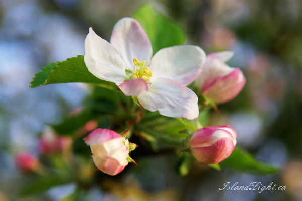 Apple Blossoms ~ Flower Photo from Aillevillers France.