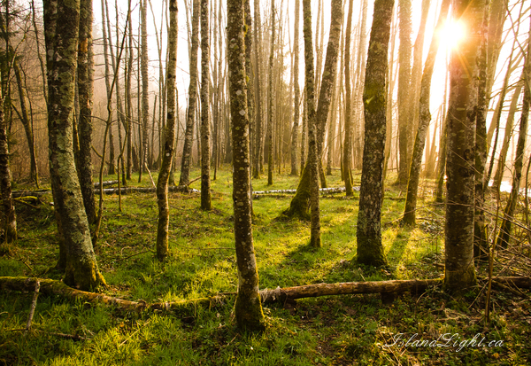 Dawn in the Alder Grove ~ Forest Photo from Aillevillers France.