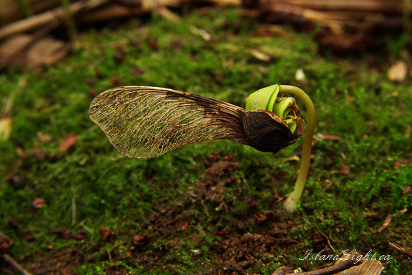 A Young Maple Tree ~ Maple seedling Photo from Aillevillers France.