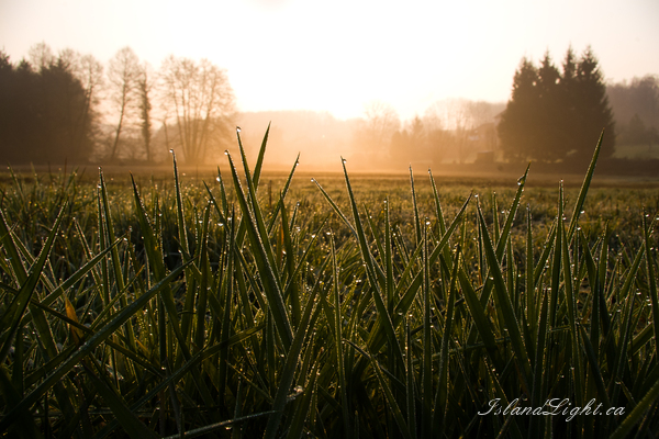 Morning Dew ~ Sunrise Photo from Aillevillers France.