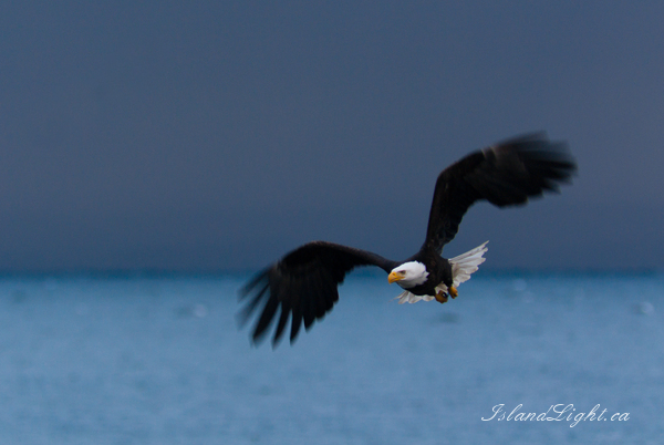 Haliaeetus leucocephalus - The King of the Intertidal Ecosystem  ~ Bald Eagle Photo from Cortes Island Canada.