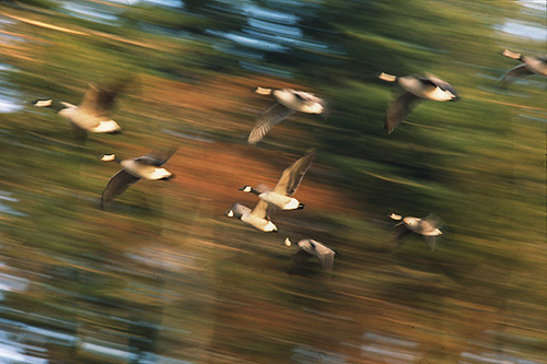 Bird photo from  Cortes Island, BC Canada.