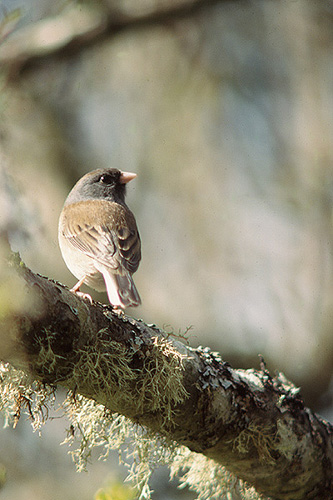 Bird photo from  Cortes Island, BC Canada.
