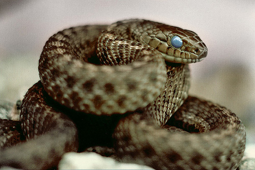 Reptile photo from  Cortes Island, BC Canada.