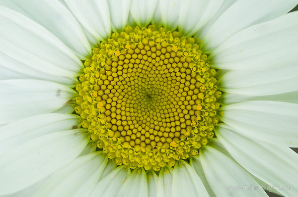 Daisy Face ~ Flower Photo from Slocan Valley Canada.