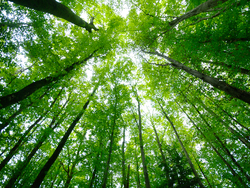 Looking Up -  forest photo