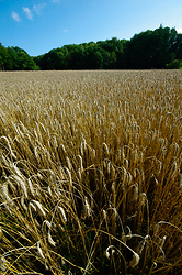 Triticale field - Aillevillers Agriculture photo