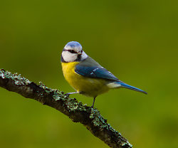 Blue Tit ~ Bird  Photo from Aillevillers France.