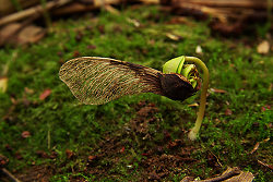 A Young Maple Tree ~ Maple seedling Photo from Aillevillers France.