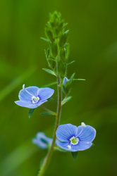 Wildflower #606 - Wildflower photo from  Aillevillers Haute-Saone, France