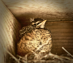 Baby Robin -  Baby Bird photo