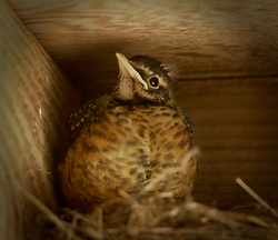 Robin Chick - Cortes Island Baby Bird photo