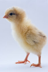 First Steps -  Baby Bird photo
