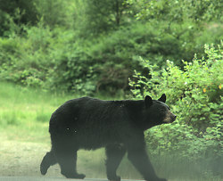 Black Bear Near Lund - Lund Bear photo