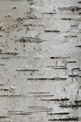 Birch Barck Art - Slocan Valley Birch Tree  photo