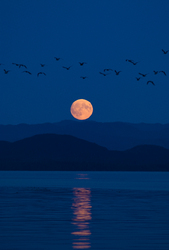 Moonrise Migration - Calvert Island Birds At Night photo
