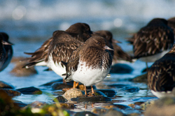 Black Turnstone Portrait - Cortes Island Black Turnestone photo