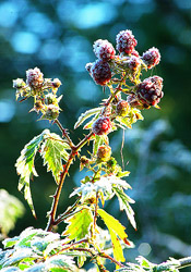 Frosted Blackberries - Cortes Island Blackberry photo