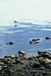 Heron From Above - Cortes Island Blue Heron photo
