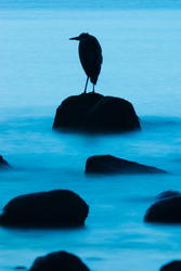 Great Blue Heron Silhouette - Cortes Island Blue Heron photo