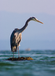 Heron Stare - Cortes Island Blue Heron photo