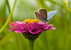 Butterfly ecard