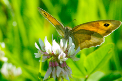 Butterfly on Clover Flower -  Butterfly photo