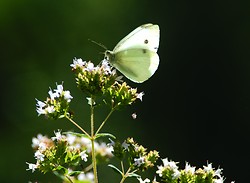 Pieris rapae - Cortes Island Butterfly photo
