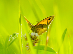 Butterfly on a Clover Flower -  Butterfly photo