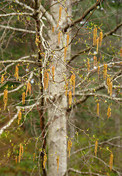Alder Catkins - Alder photo from  Cortes Island British Columbia, Canada