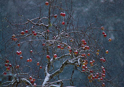 Winter Apples -  Apple Tree photo