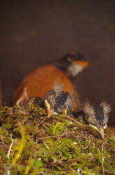 Sleeping Baby Robins -   photo