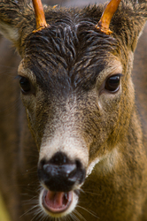 Chewing Buck - Deer photo from  Cortes Island BC, Canada