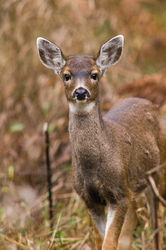 Young Odocoileus Hemionus Columbianus - Deer photo from  Cortes Island BC, Canada