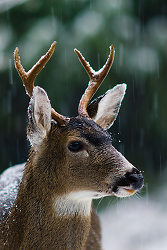 First Snow -  Deer photo