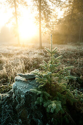 Reforestation - Douglas Fir photo from  Cortes Island BC, Canada