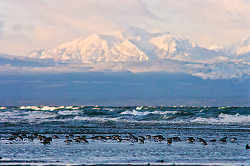 Mountain and Dunlin -  Dunlin photo
