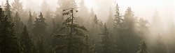 Tree Spirits ~ Forest Photo from Cortes Island Canada.