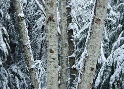 Winter Alder Still-Life  -  Forest photo
