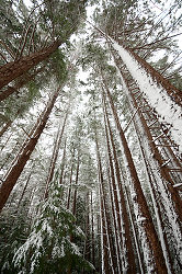 Winter Wonderland - Cortes Style -  Forest photo
