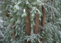 Winter Ceder Still Life -  Forest photo