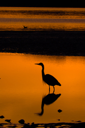 Stillness - Great Blue Heron photo from Smelt Bay Cortes Island BC, Canada
