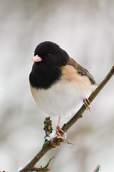 Dark-eyed Junco Portrait -  Junco photo