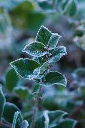Salal in Winter -  Salal photo