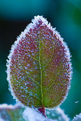 Fortitude - Salal photo from  Cortes Island BC, Canada